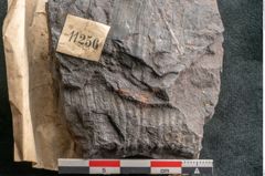 Foto (Detailansicht) von Calamites suckowi Brongniart (NHMW-GEO-2024-0188-11256)